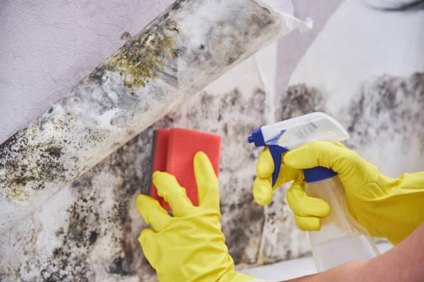 Best Mold Documentation for Insurance Claims in USA